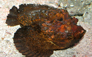 Dangerous Saltwater Fish