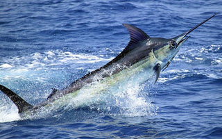 The Best Offshore Angling Spots for Thousand-Pound Marlins