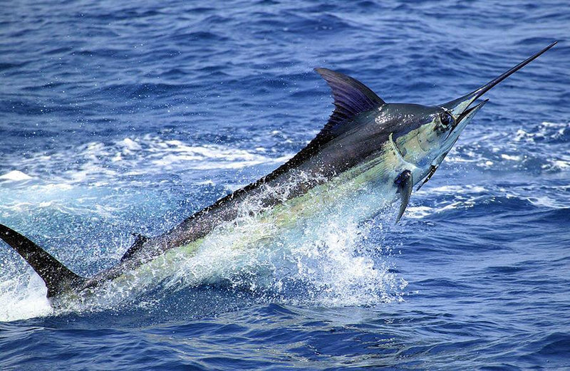 The Best Offshore Angling Spots for Thousand-Pound Marlins