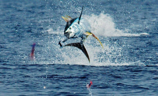 Trolling for Yellowfin Tuna in the Gulf of Mexico