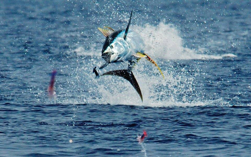 Trolling for Yellowfin Tuna in the Gulf of Mexico