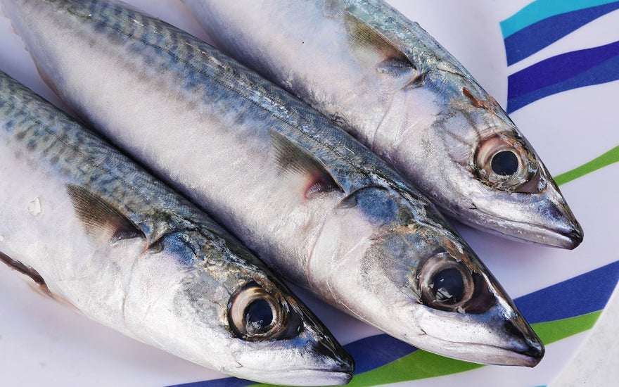 Caught Some Mackerel? Here are Some Delicious Recipes to Try