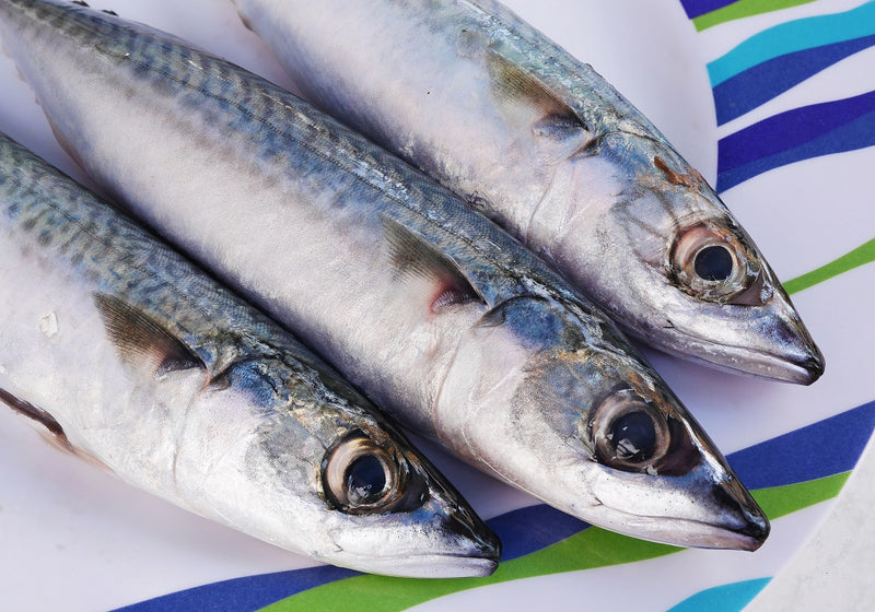 Caught Some Mackerel? Here are Some Delicious Recipes to Try