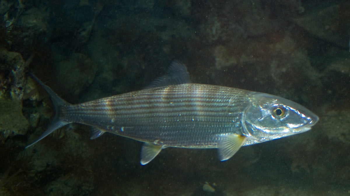 Three Essential Facts About Florida Bonefish Fishing – Eat My Tackle