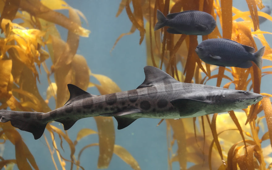 Fishing for the Leopard Shark