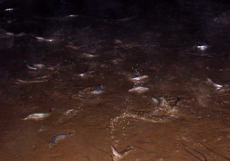 On the Lookout for the California Grunion Run