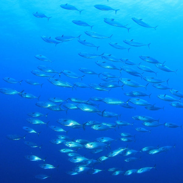 Catching Tuna in California: Where to Go for Saltwater Fishing