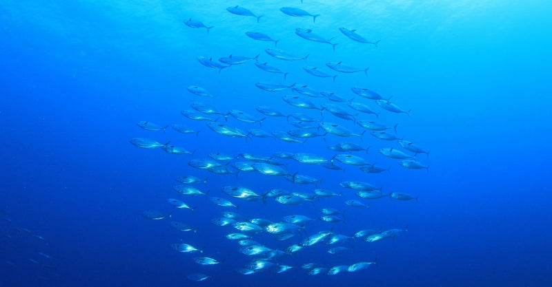 Catching Tuna in California: Where to Go for Saltwater Fishing