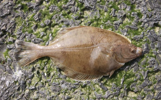 Fishing for Flounder