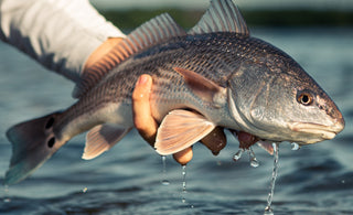 "Catch of the Month" June Recipe - Blackened Redfish