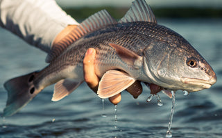 "Catch of the Month" June Recipe - Blackened Redfish