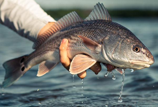 "Catch of the Month" June Recipe - Blackened Redfish