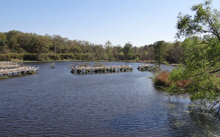 Guide for Saltwater Fishing in Louisiana