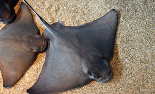 The Powerful Bat Ray