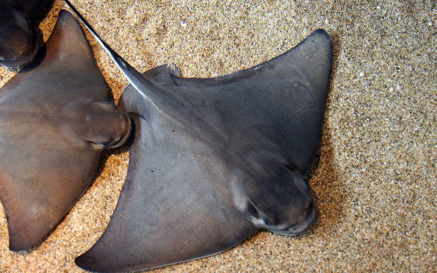 The Powerful Bat Ray