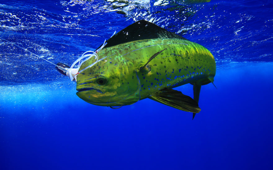 "Catch of the Month" May Recipe - Dolphin Tacos with Spicy Mango Salsa