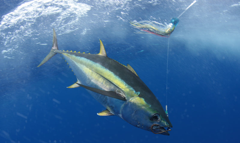 "Catch of the Month" July Recipe - Tuna Tartare