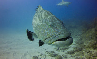 "Catch of the Month" October Recipe - Grilled Grouper & Key Lime Butter