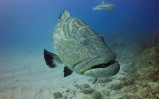 "Catch of the Month" October Recipe - Grilled Grouper & Key Lime Butter