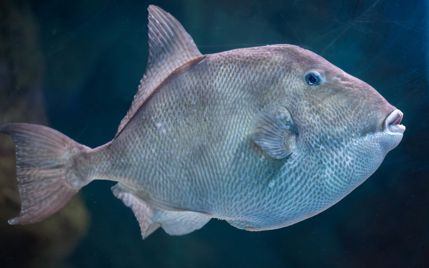 "Catch of the Month" December Recipe - Grilled Triggerfish w/ Berries