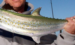 Getting to Know the Spanish Mackerel