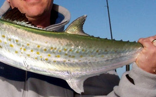 Getting to Know the Spanish Mackerel