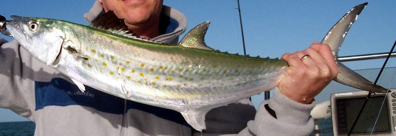 Getting to Know the Spanish Mackerel