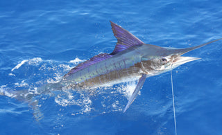 Marlin Fishing in Hawaii