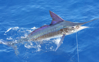 Marlin Fishing in Hawaii