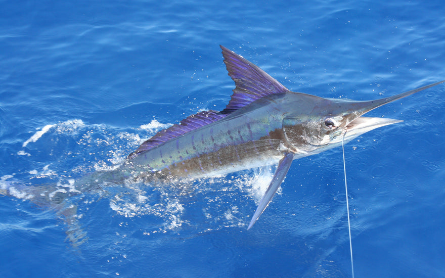 Marlin Fishing in Hawaii