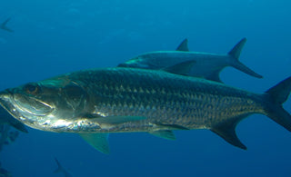 The Spectacular Tarpon