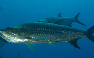 The Spectacular Tarpon