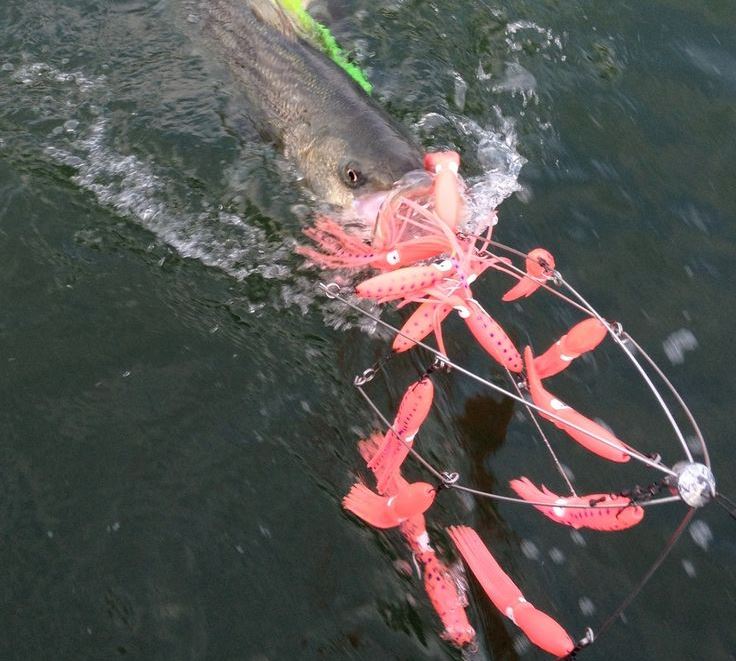 Using Dredge Rigs to Increase Your Catch