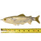 Mullet Double Dredge Fishing Teaser - (19) 8 in. Lifelike Fish, Dredges - Eat My Tackle